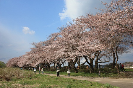 北上展勝地 さくらまつり