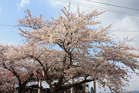 北上展勝地 さくらまつり