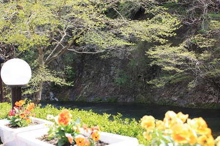 春爛漫　愛隣館　庭園