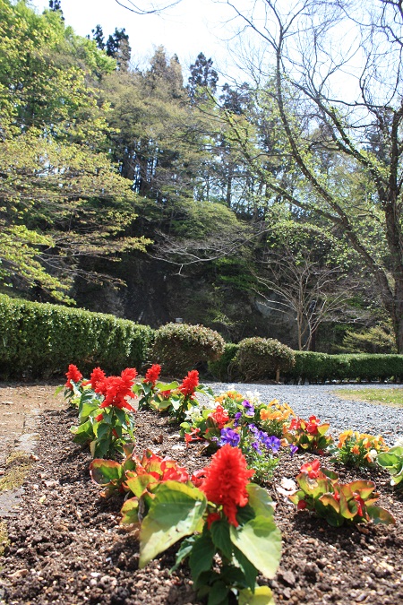 春爛漫　愛隣館　庭園