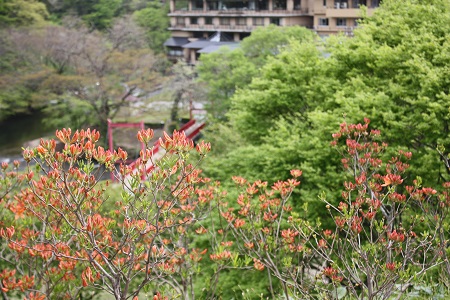 結びの宿　愛隣館　庭園