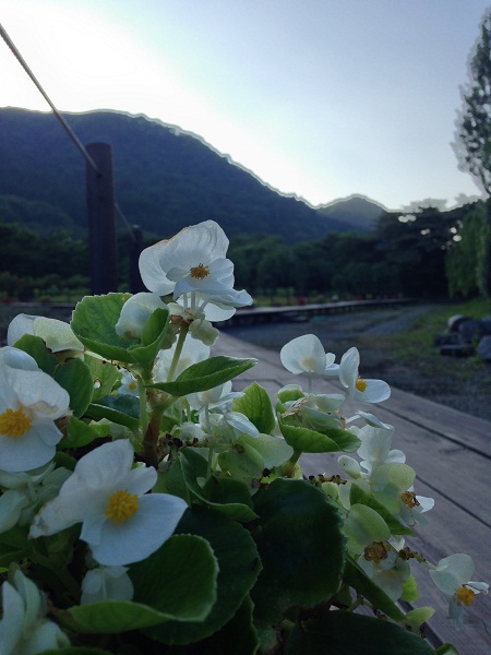 花と緑のまつり2014